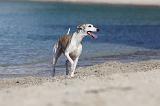 WHIPPET 222